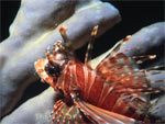 Pesce cobra zebrato - Zebra Turkeyfish Pesce cobra zebrato - Zebra Turkeyfish