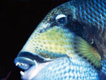 Balestra titano - Titan triggerfish Balestra titano - Titan triggerfish