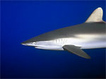 Squalo seta - Silk shark