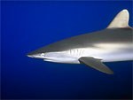 Squalo seta - Silk shark Squalo seta - Silk shark