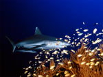 Squalo grigio di barriera - Grey reef shark Squalo grigio di barriera - Grey reef shark