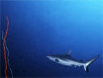 Squalo grigio di barriera - Grey reef shark Squalo grigio di barriera - Grey reef shark