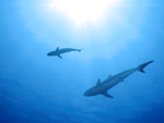 Squalo seta - Silk shark Squalo seta - Silk shark