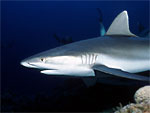 Squalo grigio di barriera - Grey reef shark Squalo grigio di barriera - Grey reef shark