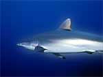 Squalo seta - Silk shark Squalo seta - Silk shark