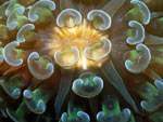 Corallo Ancora - Anchor Coral Corallo Ancora - Anchor Coral