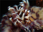 Spirografo - Tube worm Spirografo - Tube worm