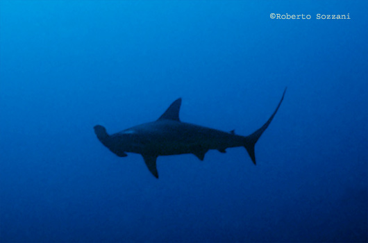 Squalo martello, Hammerhead shark, Sphyrna lewini