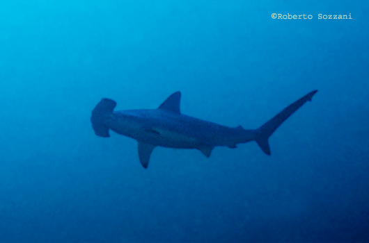 Squalo martello, Hammerhead shark, Sphyrna lewini