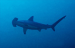 Hammerhead