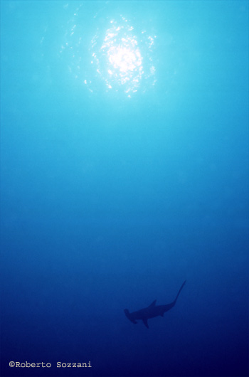 Squalo martello, Hammerhead shark, Sphyrna lewini