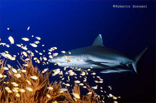Squalo grigio di barriera, Grey Reef Shark, Carcharhinus amblyrhynchos