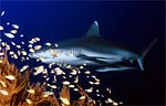 Grey Reef Shark