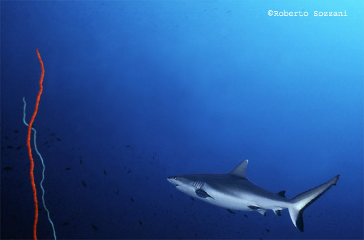 Squalo grigio di barriera, Grey Reef Shark, Carcharhinus amblyrhynchos