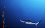 Grey Reef Shark