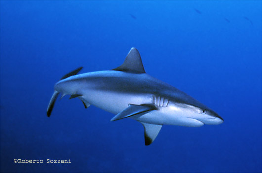 Squalo grigio di barriera, Grey Reef Shark, Carcharhinus amblyrhynchos