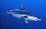 Grey Reef Shark