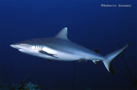 Squalo grigio di barriera, Grey Reef Shark, Carcharhinus amblyrhynchos