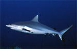 Grey Reef Shark