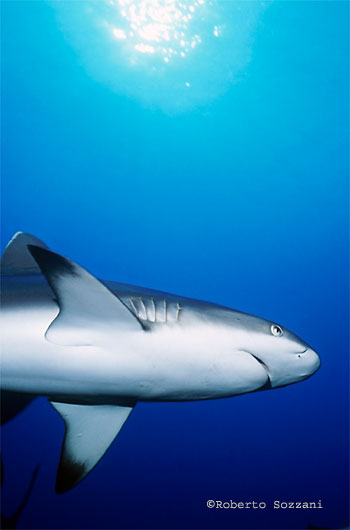 Squalo grigio di barriera, Grey Reef Shark, Carcharhinus amblyrhynchos