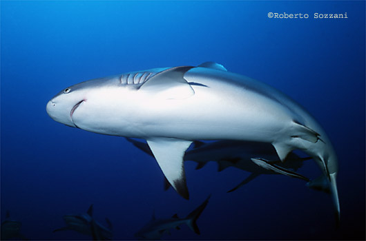 Squalo grigio di barriera, Grey Reef Shark, Carcharhinus amblyrhynchos