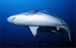 Grey Reef Shark