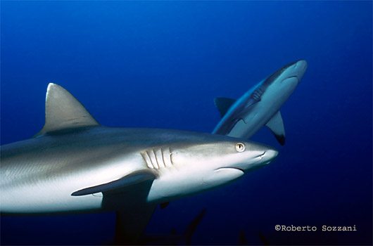 Squalo grigio di barriera, Grey Reef Shark, Carcharhinus amblyrhynchos