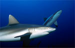 Grey Reef Shark