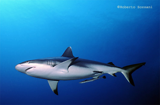 Squalo grigio di barriera, Grey Reef Shark, Carcharhinus amblyrhynchos