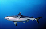 Grey Reef Shark