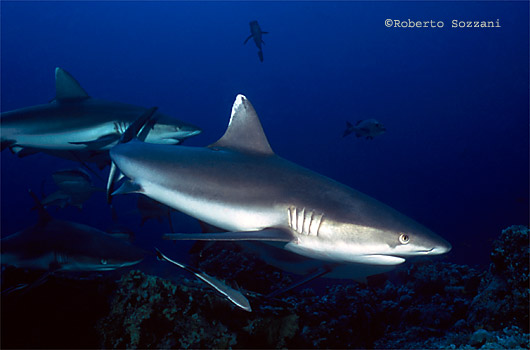 Squalo grigio di barriera, Grey Reef Shark, Carcharhinus amblyrhynchos
