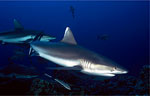 Grey Reef Shark