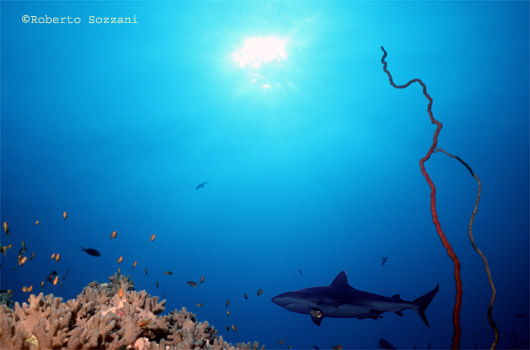Squalo grigio di barriera, Grey Reef Shark, Carcharhinus amblyrhynchos