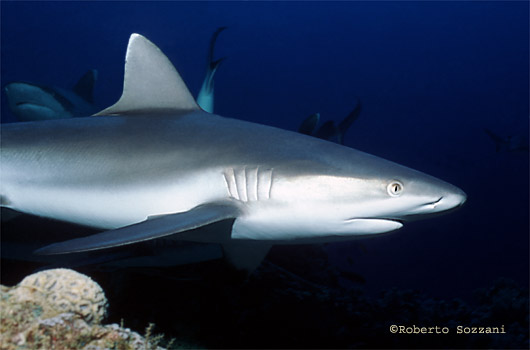 Squalo grigio di barriera, Grey Reef Shark, Carcharhinus amblyrhynchos