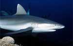 Grey Reef Shark