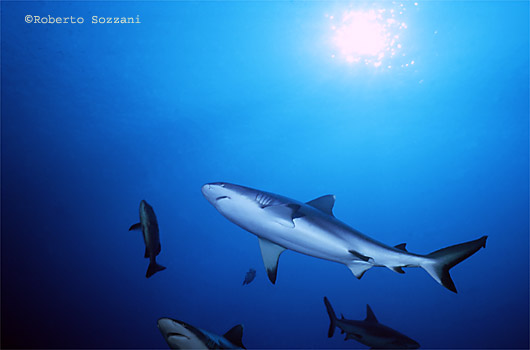 Squalo grigio di barriera, Grey Reef Shark, Carcharhinus amblyrhynchos