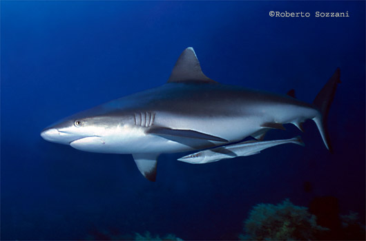Squalo grigio di barriera, Grey Reef Shark, Carcharhinus amblyrhynchos