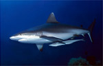 Grey Reef Shark