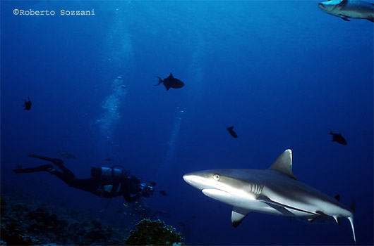 Squalo grigio di barriera, Grey Reef Shark, Carcharhinus amblyrhynchos