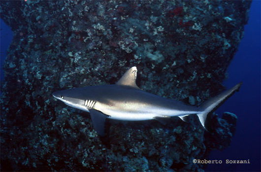 Squalo grigio di barriera, Grey Reef Shark, Carcharhinus amblyrhynchos