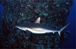 Grey Reef Shark