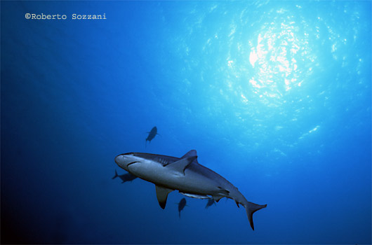 Squalo grigio di barriera, Grey Reef Shark, Carcharhinus amblyrhynchos