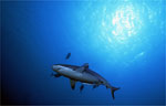 Grey Reef Shark