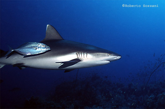 Squalo grigio di barriera, Grey Reef Shark, Carcharhinus amblyrhynchos
