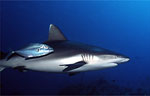 Grey Reef Shark