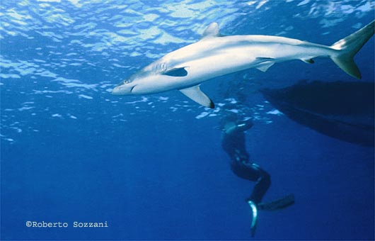 Squalo seta, Silk Shark, Carcharhinus falciformis