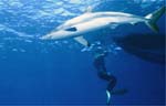 Silk Shark