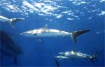 Silk Shark