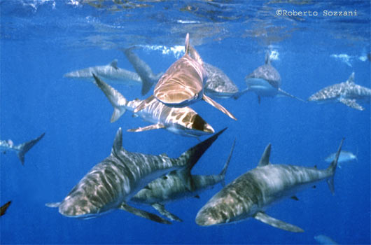 Squalo seta, Silk Shark, Carcharhinus falciformis