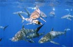 Silk Shark